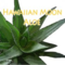 Hawaiian Moon