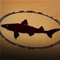 Dogfish Head